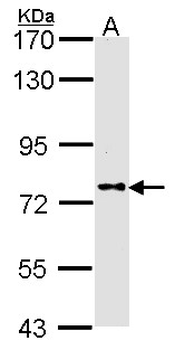 Dipeptidylpeptidase 8/DPP8 Antibody