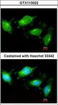 TLR3 Antibody