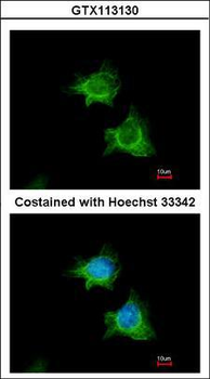 XIAP Antibody