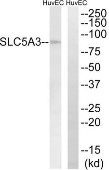 SLC5A3 Antibody