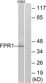 FPR1/FPR Antibody