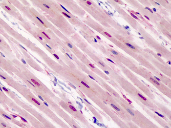 GATA3 Antibody