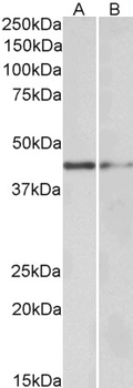 GATA3 Antibody