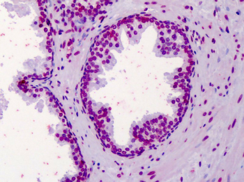 AHR Antibody
