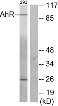 AHR Antibody