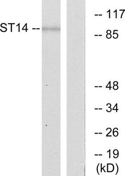ST14/Matriptase Antibody