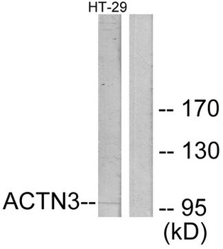ACTN3 Antibody