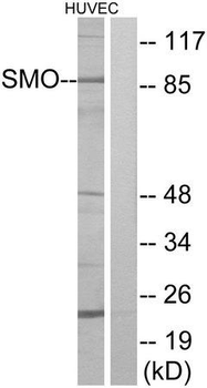 SMO/Smoothened Antibody