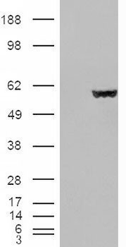 FH/Fumarase/MCL Antibody