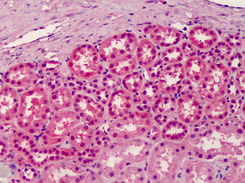 RGP1 Antibody