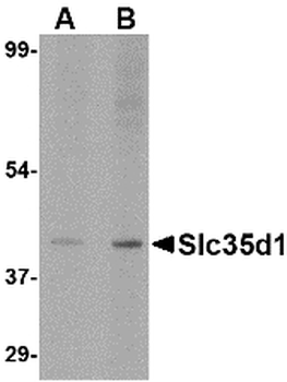 SLC35D1 Antibody