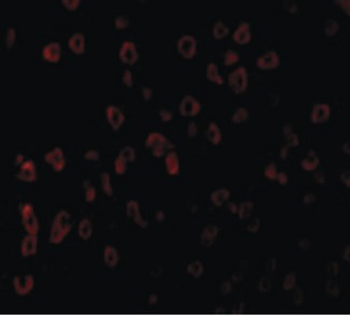 KITLG/SCF Antibody