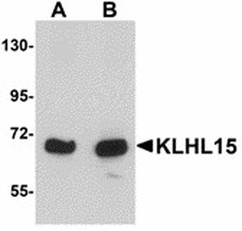 KLHL15 Antibody