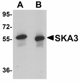 RAMA1/SKA3 Antibody