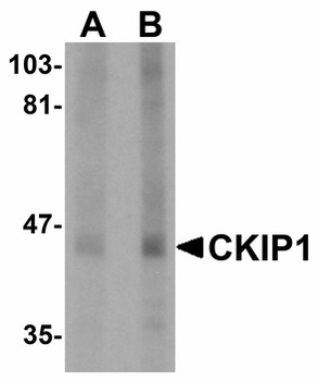 PLEKHO1/CKIP-1 Antibody