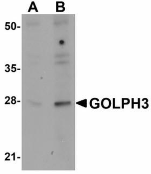 GOLPH3 Antibody