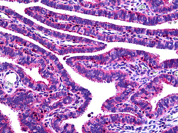 OVGP1/Oviductin Antibody