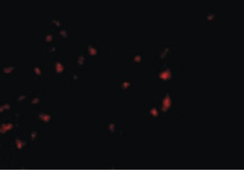 OVGP1/Oviductin Antibody