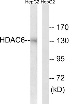 HDAC6 Antibody