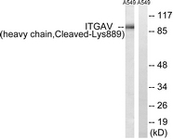 ITGAV/Integrin Alpha V/CD51 Antibody