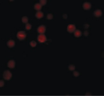 ATG9B Antibody