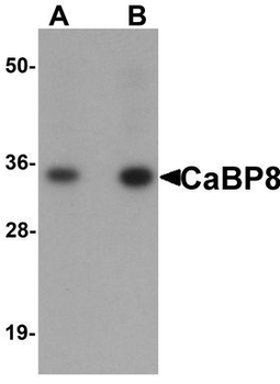 Calneuron-1/CALN1 Antibody