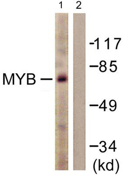 MYB/c-Myb Antibody