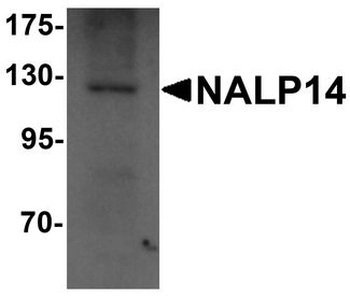NLRP14/NALP14 Antibody