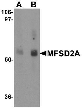 MFSD2A Antibody