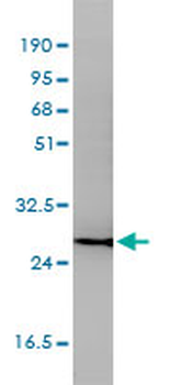 CD58 Antibody