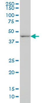 DLX2 Antibody