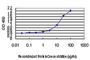 DLX2 Antibody