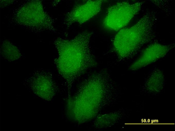 PCSK1 Antibody