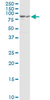 PCSK1 Antibody