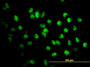 STAG2 Antibody