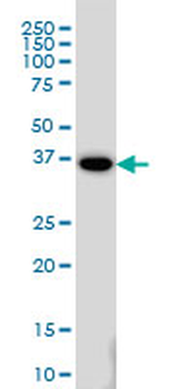 GAX/MEOX2 Antibody