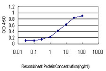 GAX/MEOX2 Antibody