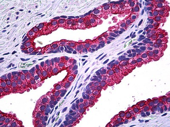 NPRB/NPR2 Antibody