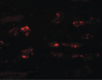 STOX2 Antibody