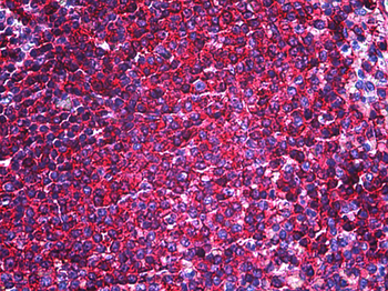 CD44 Antibody