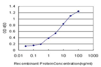 SGK1/SGK Antibody