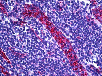 PECAM-1/CD31 Antibody