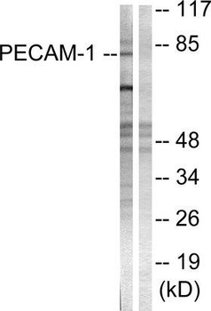 PECAM-1/CD31 Antibody