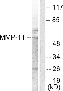 MMP11 Antibody
