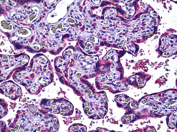 NOS3/eNOS Antibody