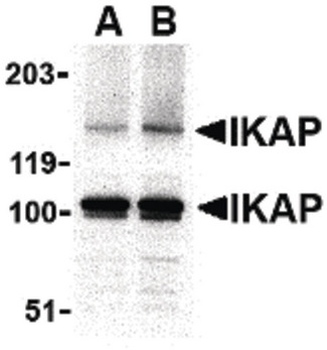 IKBKAP/IKAP Antibody