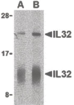 IL32 Antibody