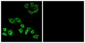 TTF/RHOH Antibody