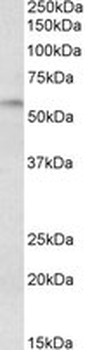 DGAT1 Antibody