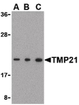 TMED10/TMP21 Antibody